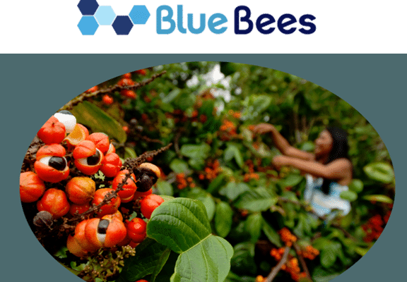 corps texte bluebees site