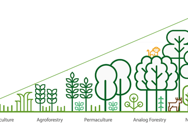 Schema Foret analogue