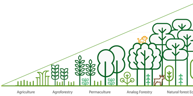 Schema Foret analogue